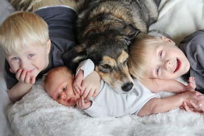 Three Happy Young Children Snuggling With Pet Dog In Bed Two young blonde boys and a baby snuggle with a larger brown dog in bed.