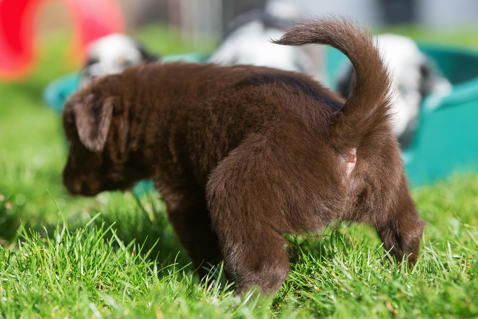 Bruine Australische Shepherd puppy plassend op het gras, met andere puppy's op de achtergrond