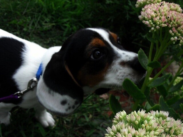 beagle dog on leash stopping to sniff yellow flowers