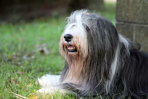 Bearded collie ligt in het gras naast een stenen muur.