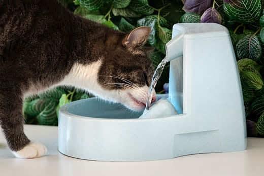 Kat drinkt schoon water uit een waterautomaat. Waterfontein voor katten. Dorstige huisdieren. Uitdroging bij een kat. Kat drinkt schoon water uit een waterautomaat. Waterfontein voor katten. Dorstige huisdieren. Uitdroging bij een kat.
