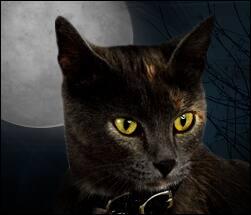 Katten en Halloween