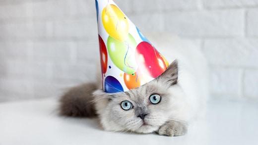 celebrating-birthday-cat De verjaardag van mijn huiskat vieren