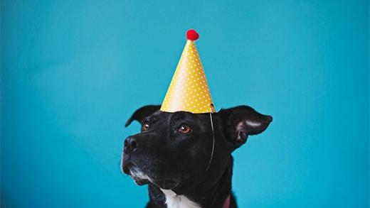 De verjaardag van mijn hondje vieren