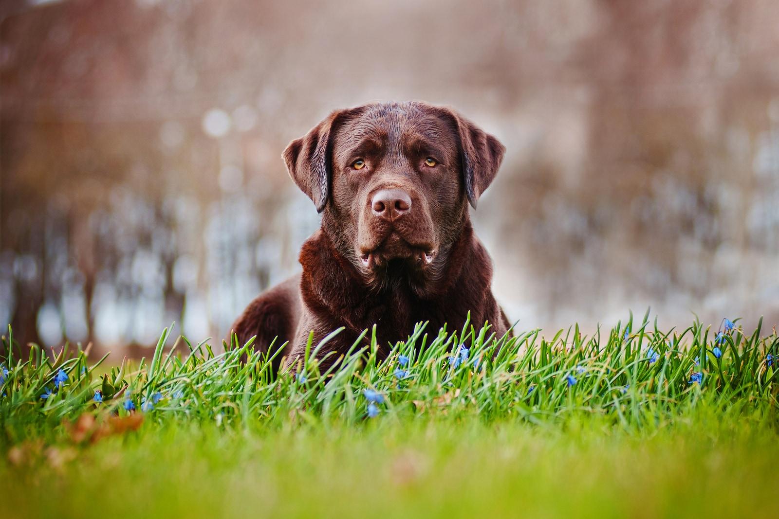 chocoladebruine-labrador-ligt-in-veld Oudere chocoladebruine Labrador ligt in een veld.