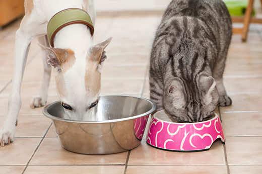 hond-en-kat-eten-uit-hun-eigen-bakjes-in-keuken-SW Witte dwergwindhond en grijze gestreepte kat worden zij aan zij in de keuken gevoerd