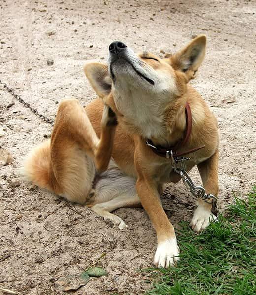 Oranje hond aan de lijn zit zich buiten te krabben.