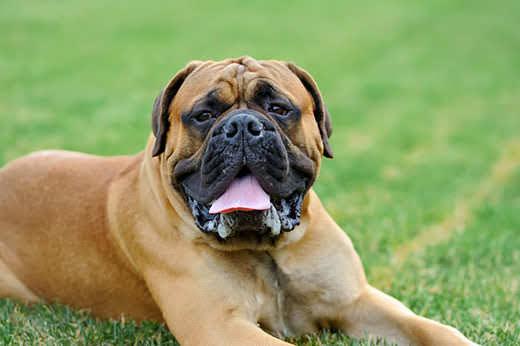 Engelse Mastiff ligt in zomers groen gras