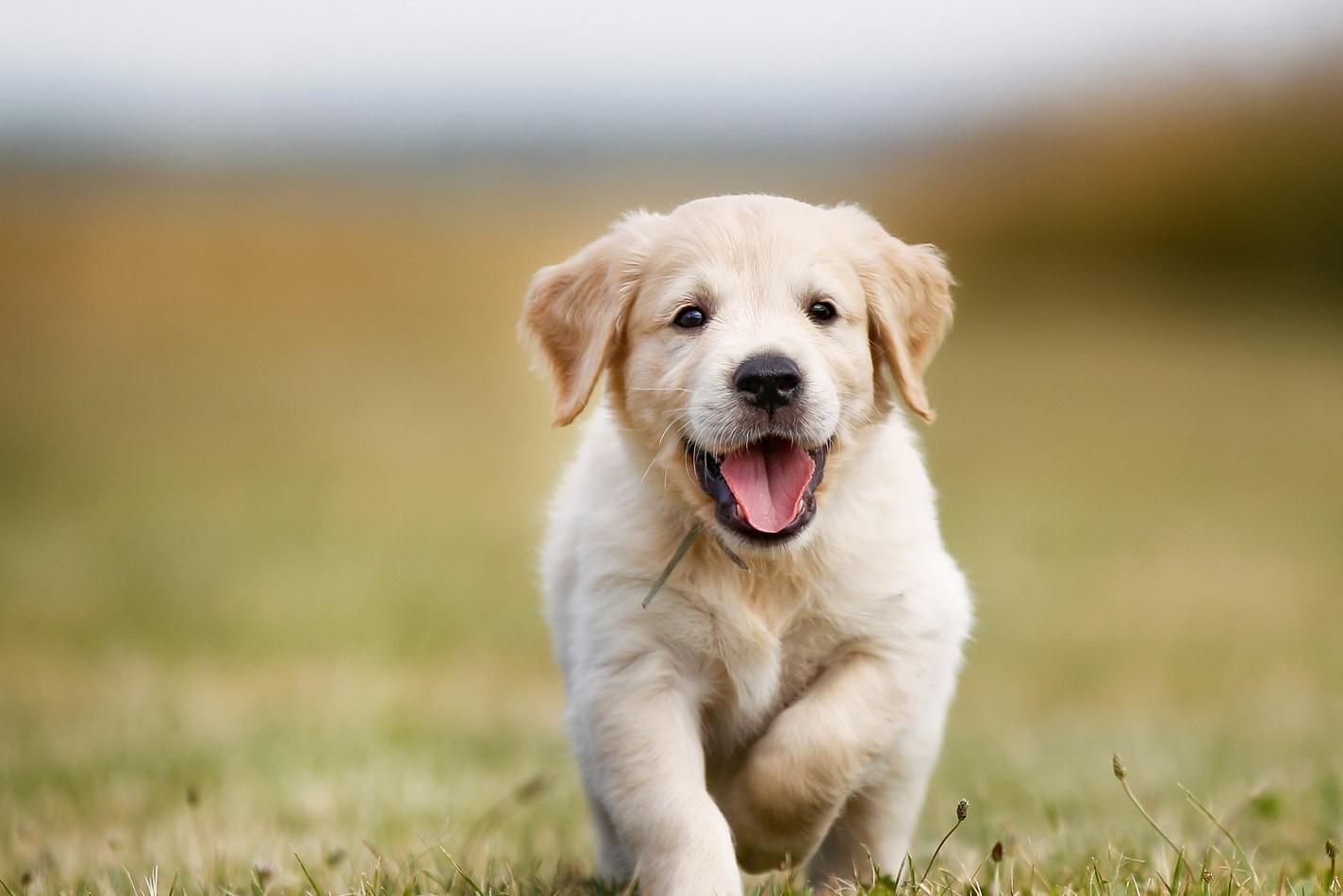 Golden retriever puppy met glimlach op zijn snuit rent buiten.