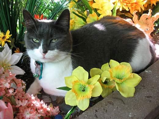 Black and white cat sitting in flower bed
