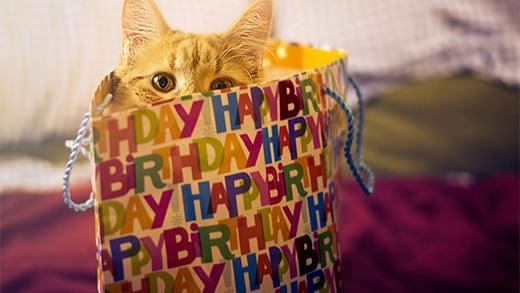 happy-birthday-cat kat in verjaardagstas