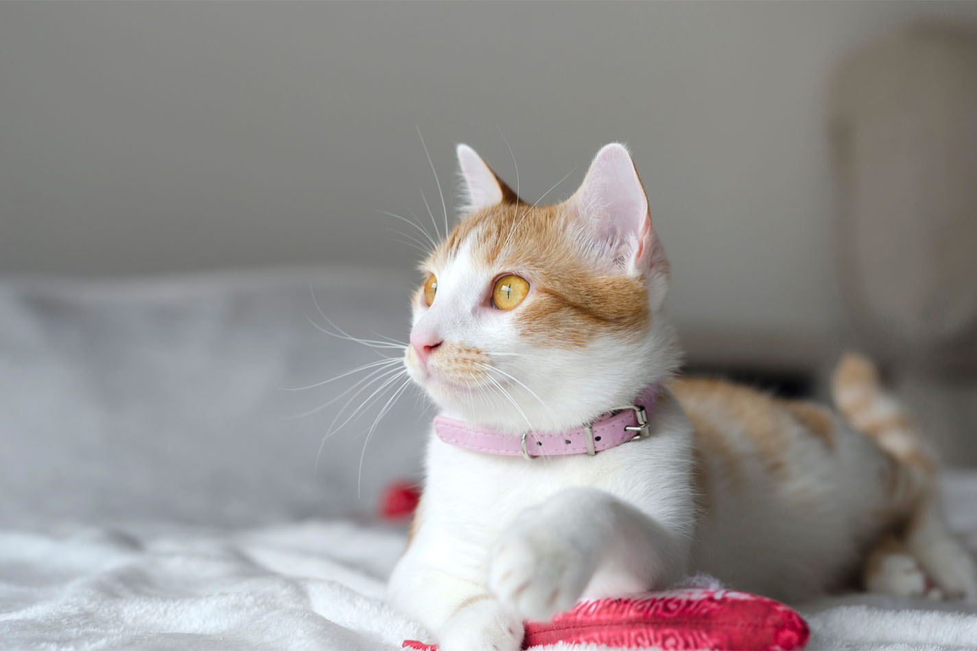 Rood-witte kat met een roze halsband die met een speeltje op bed ligt te luieren Rood-witte kat met een roze halsband die met een speeltje op bed ligt te luieren