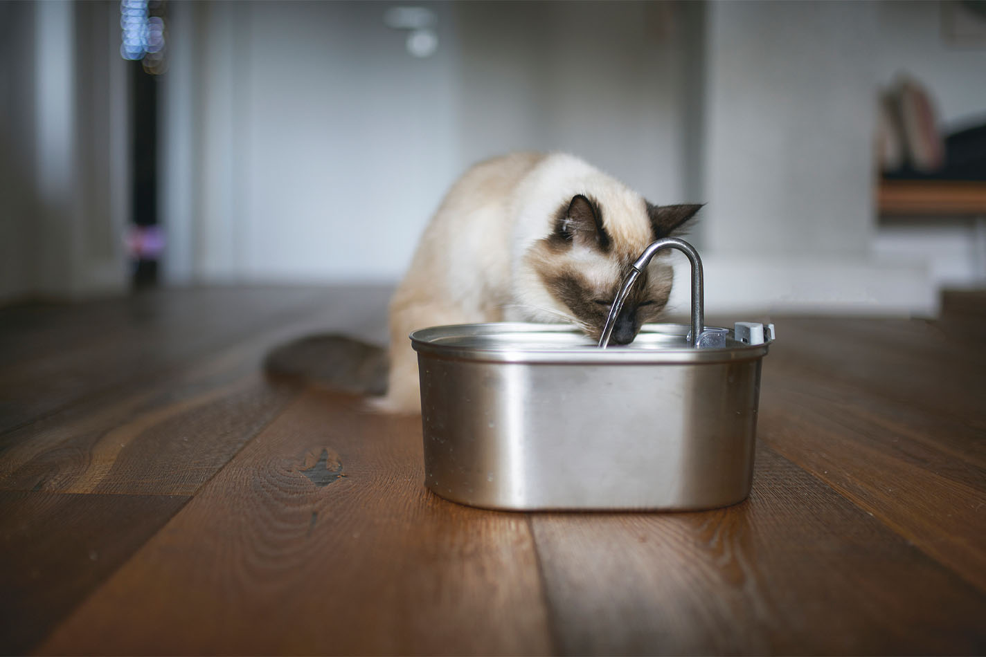 Siamese kat die vooroverbuigt en uit een kleine zilveren waterfontein drinkt Siamese kat die vooroverbuigt en uit een kleine zilveren waterfontein drinkt
