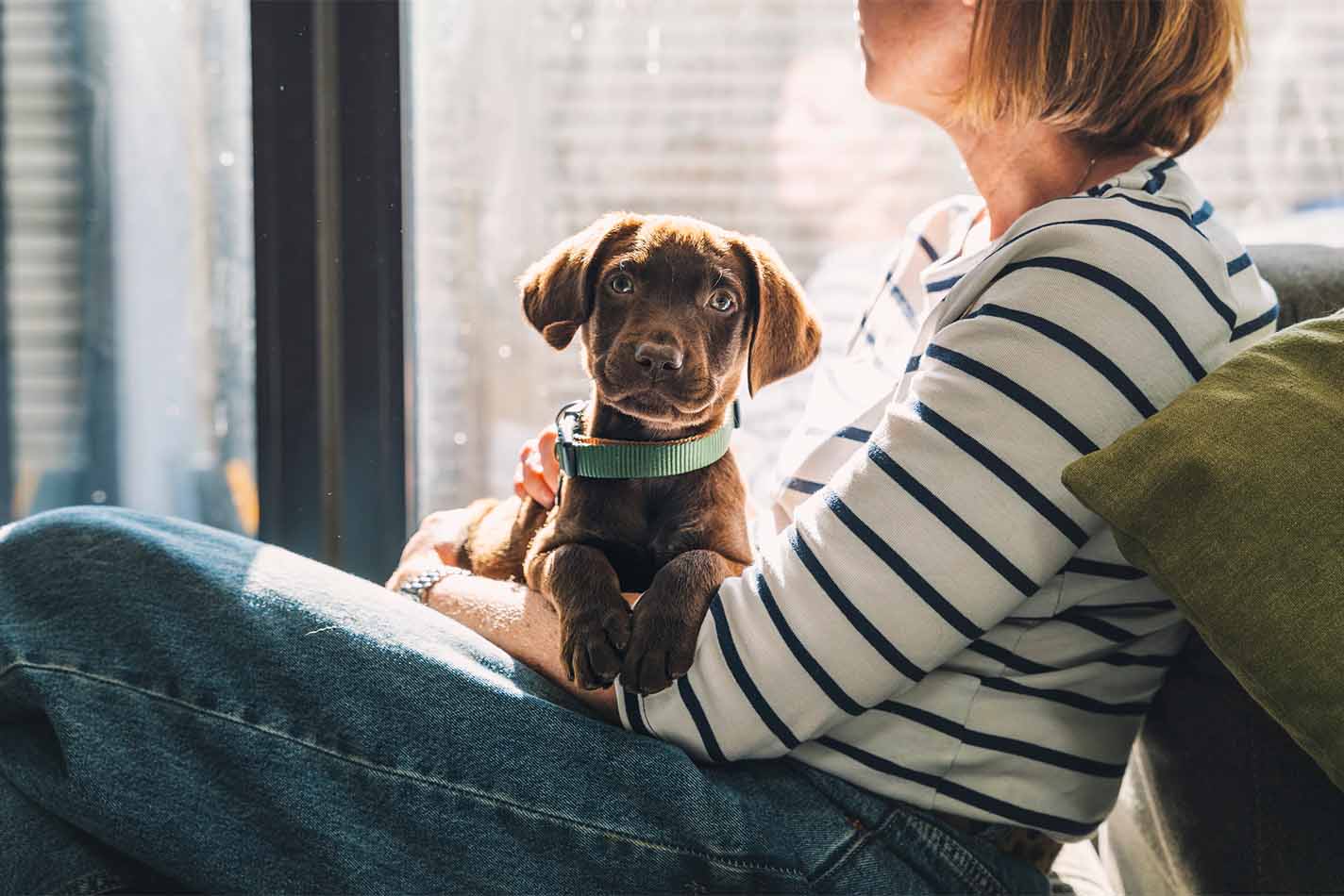 Chocoladekleurige puppy met hangende oren die op schoot zit bij een vrouw