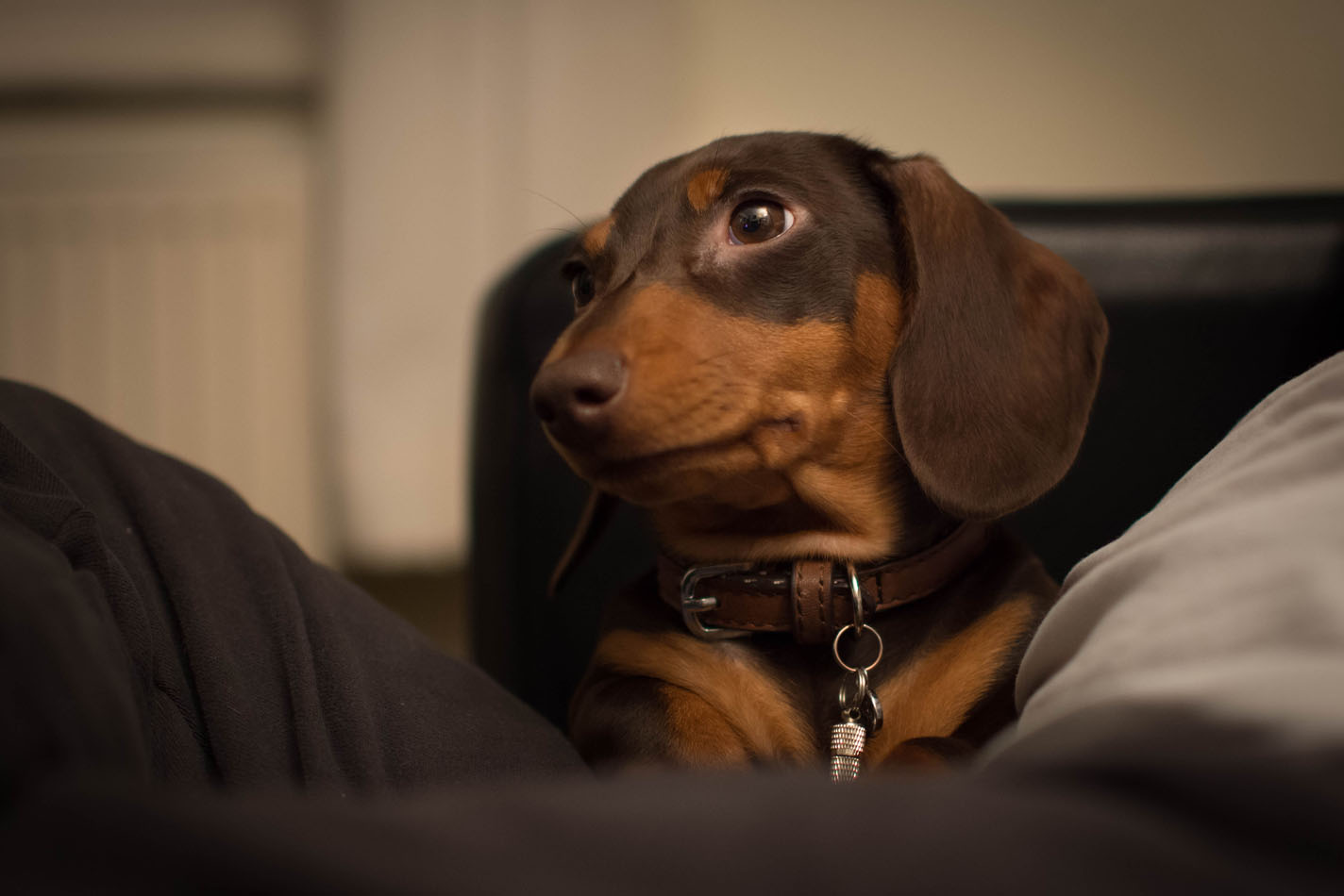 Kleine chocoladekleurige hond met hangende oren die bij iemand op schoot zit op de bank