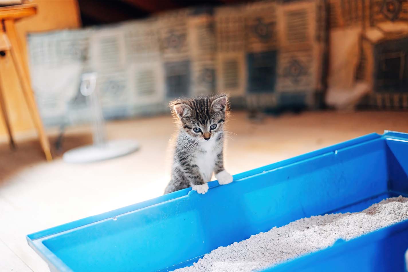 Een kitten die omhoog klimt en aan de rand van een grote blauwe kattenbak staat Een kitten die omhoog klimt en aan de rand van een grote blauwe kattenbak staat