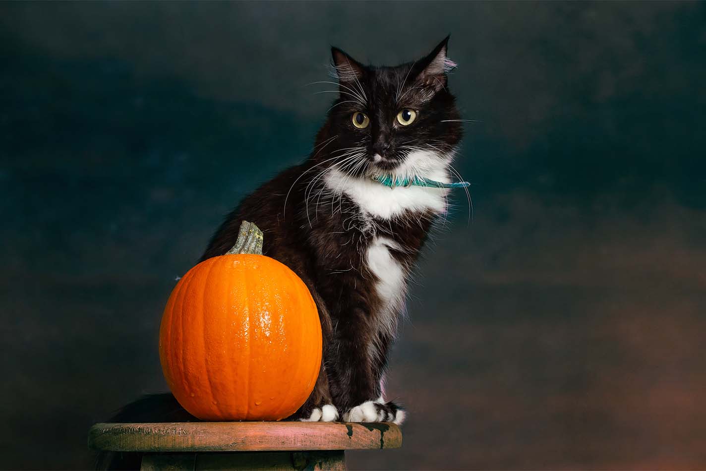 Zwart-witte kat die op een bijzettafeltje naast een Halloween-pompoen zit