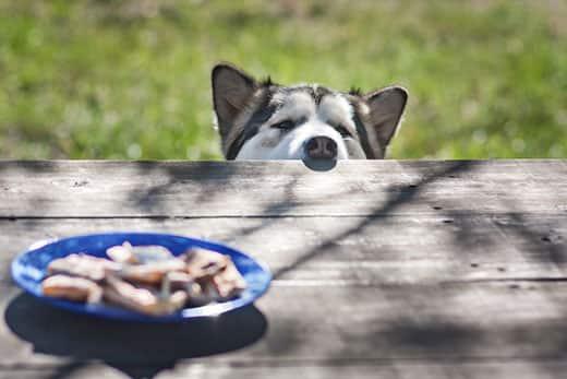 Husky steekt zijn neus boven picknicktafel en kijkt naar eten dat in het midden staat.
