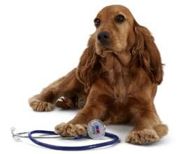 Afbeelding hond Afbeelding hond