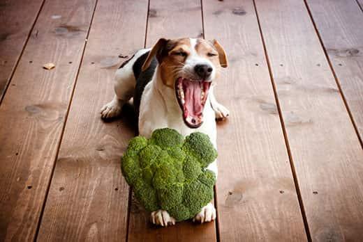 Jack Russell-terriër ligt op een houten vloer en geeuwt met broccoli tussen zijn pootjes.