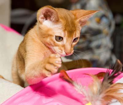 Abyssinian Kitten Red Abyssinian kitten is playing with feather in a pink bag.