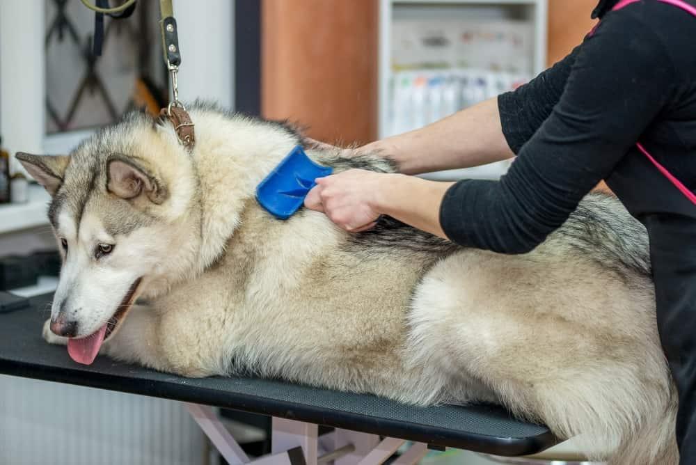 malamute-getting-groomed-SW Er wordt een malamute verzorgd in een professionele hondensalon