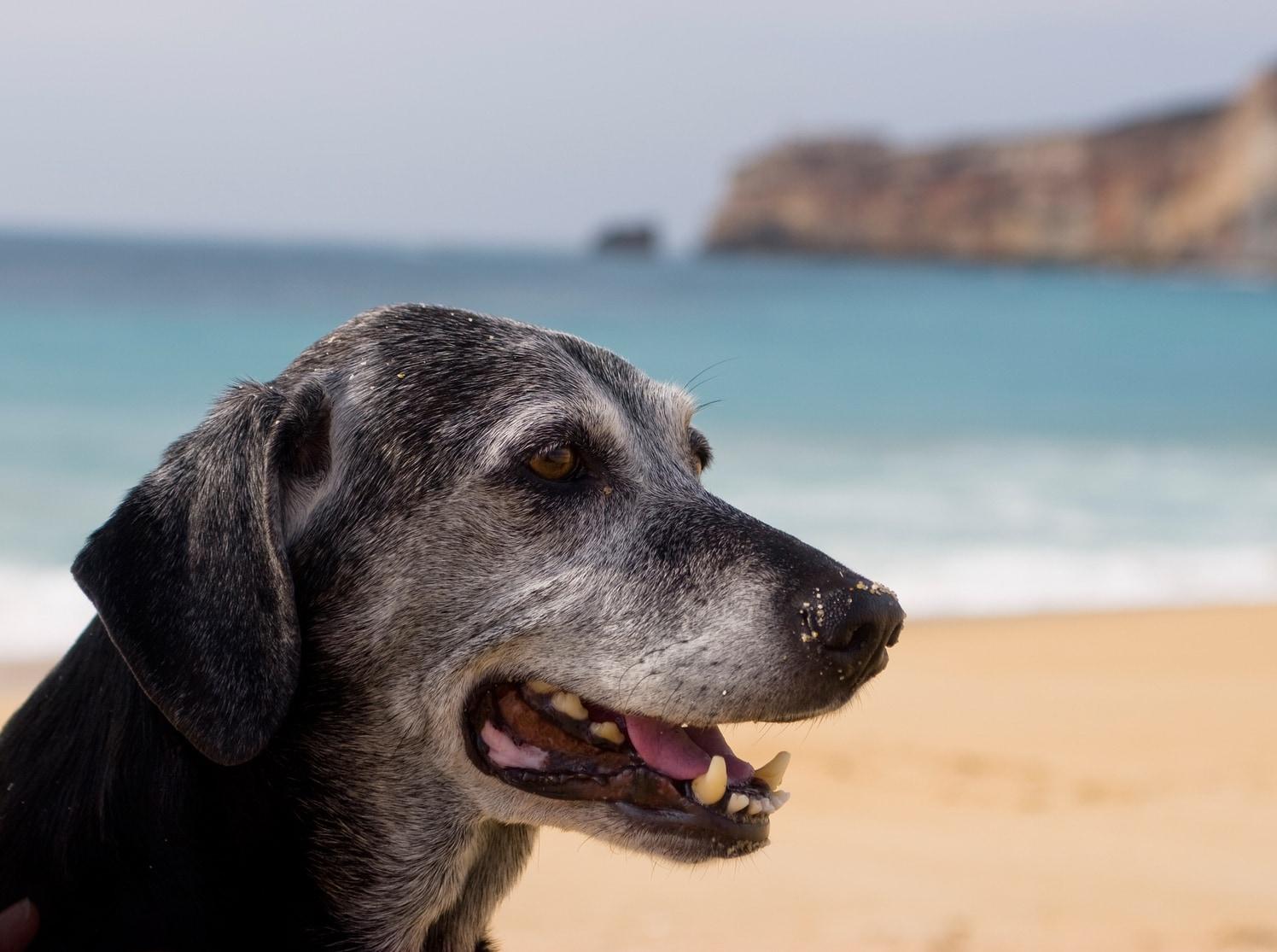 oudere-hond-op-het-strand Oudere zwarte hond met grijze snuit zit op het strand, met de oceaan op de achtergrond.