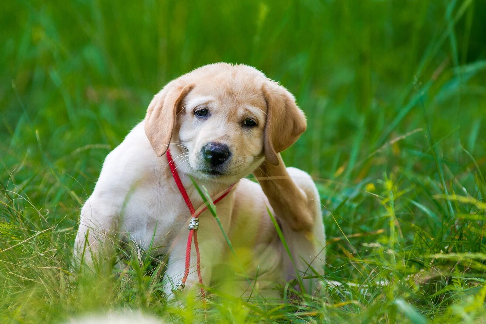 Puppy retriever die vlooien krabt in het gras