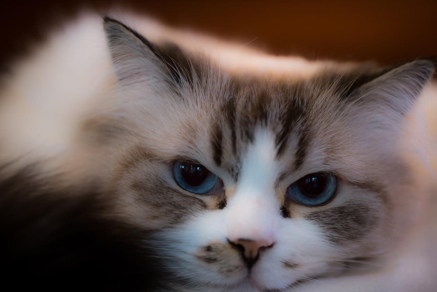 ragdoll-kat-met-blauwe-ogen Mooie ragdoll kat met grote blauwe ogen.