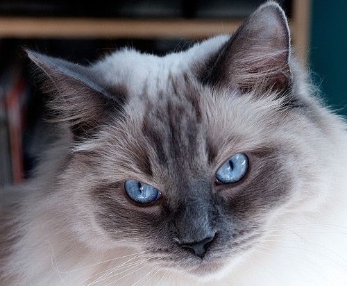 ragdoll kat met heldere blauwe ogen ragdoll kat met heldere blauwe ogen