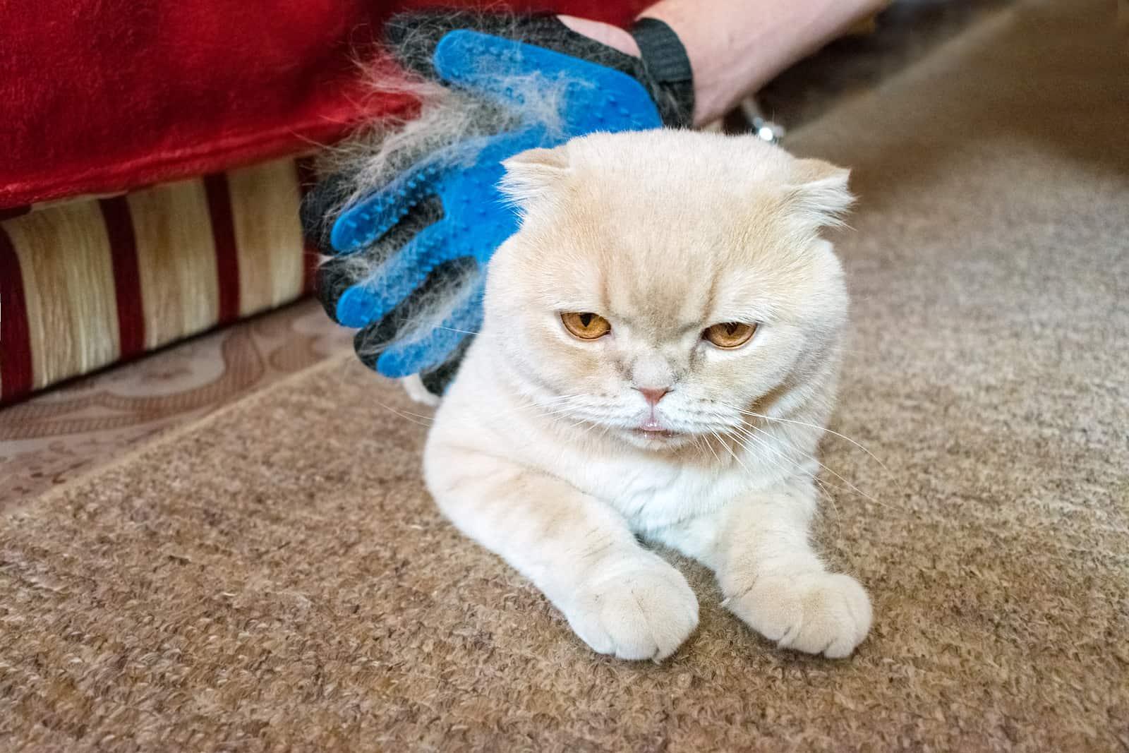 rubber-glove-removes-hair-from-cat-SW Rubberen handschoen die haren van een kat verwijdert.
