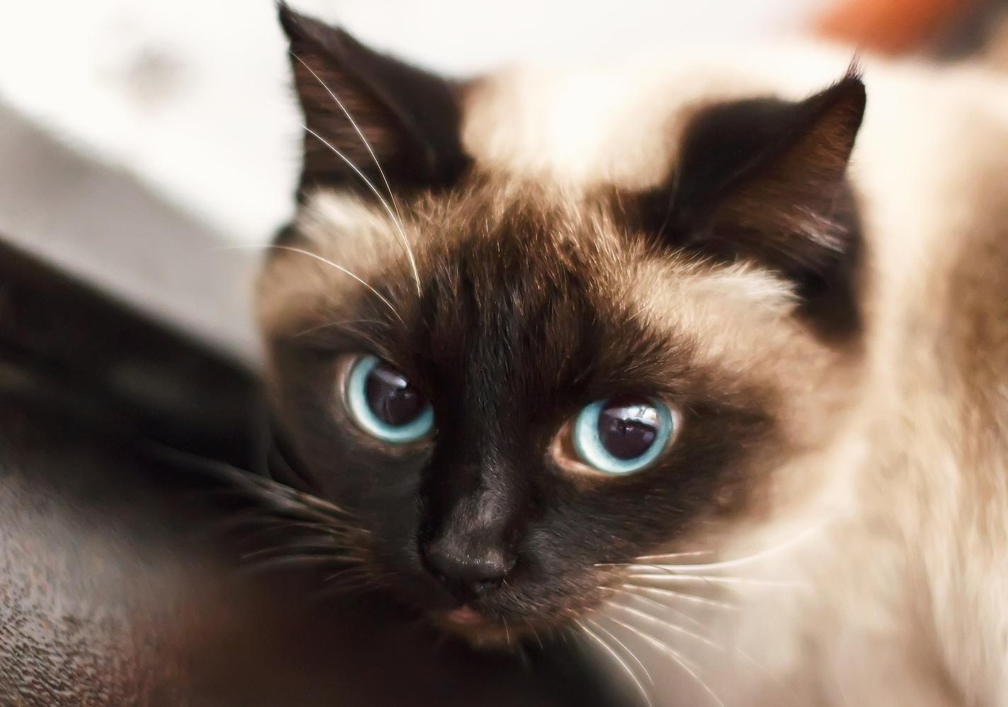 siamese-kitten Siamese kitten met blauwe ogen.