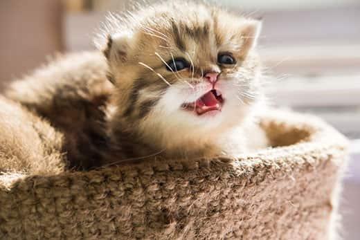 Small kitten, in a basket, lets out a small meow.