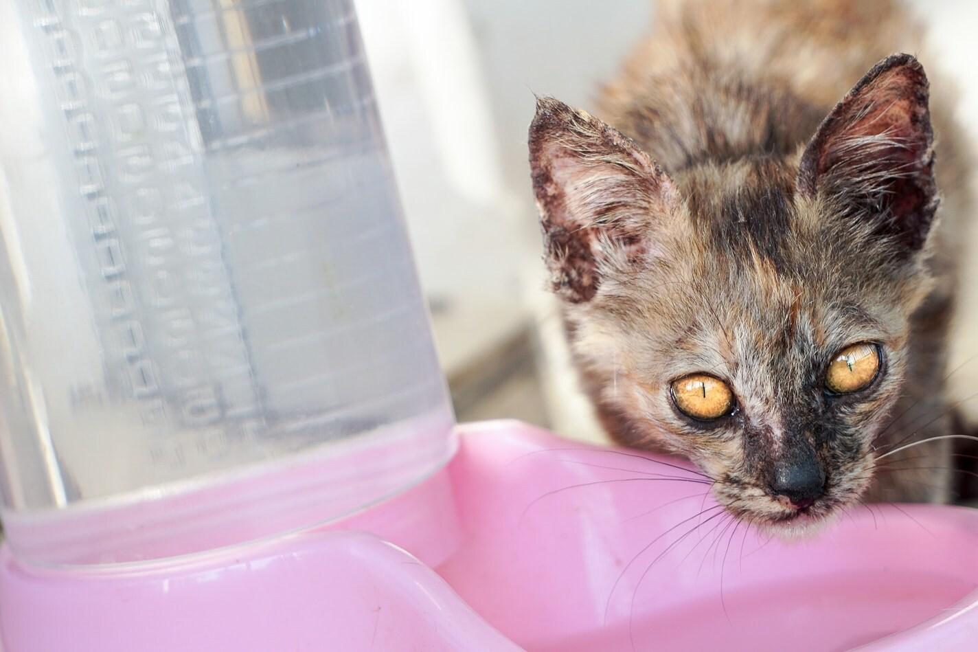 gevlekte-kat-drinkt-uit-roze-bakje-SW Gevlekte kat drinkt uit een roze waterbakje