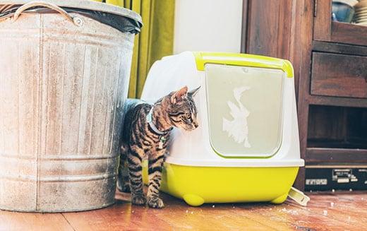 Gestreepte grijze cyperse kat naast een kattenbak met plastic deksel en een vuilnisbak in een huis. Gestreepte grijze cyperse kat naast een kattenbak met plastic deksel en een vuilnisbak in een huis.