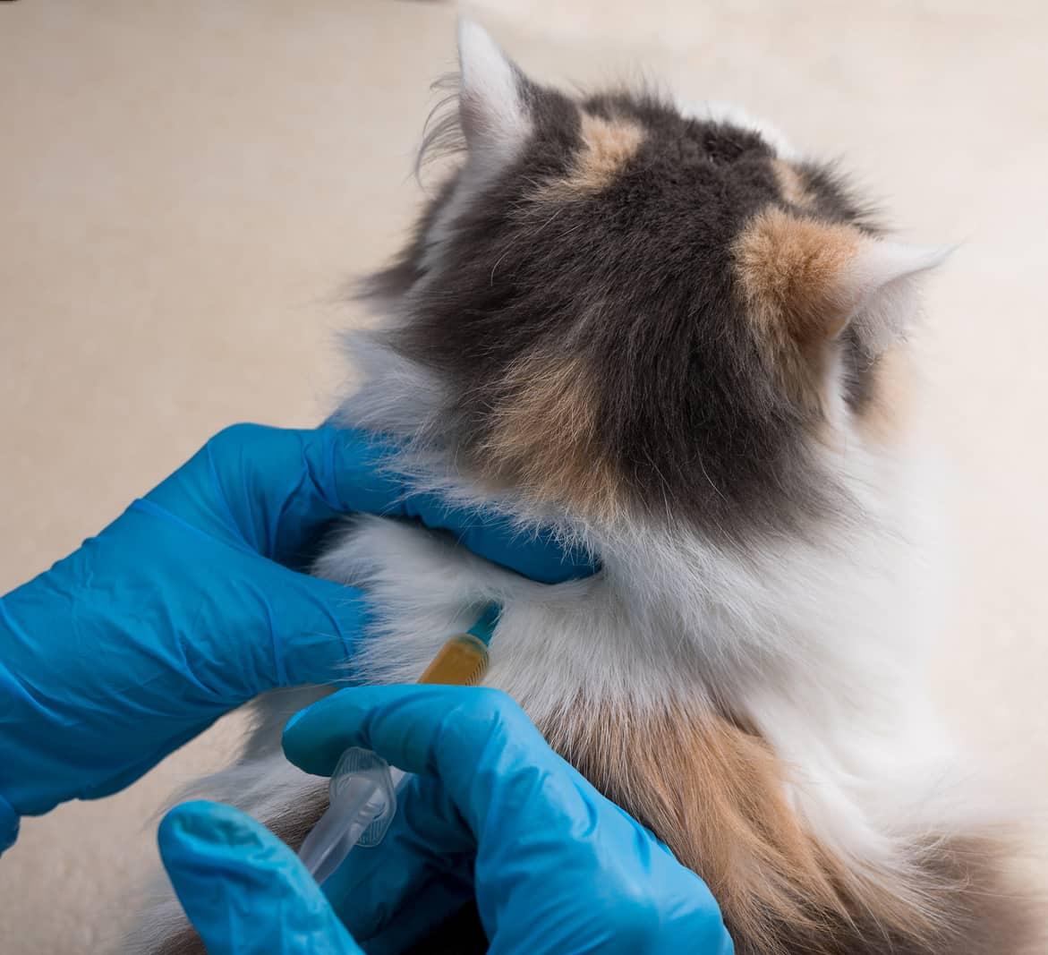 Paar handen met blauwe latexhandschoenen injecteert een Calico-kat in de rug.