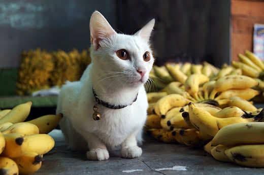 witte kat zit naast een stapel bananentrossen witte kat zit naast een stapel bananentrossen