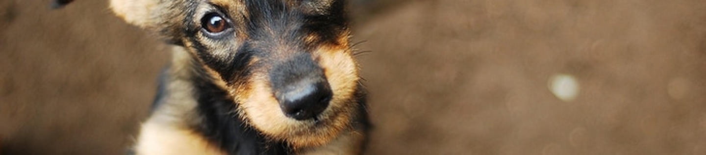 Puppy looking up