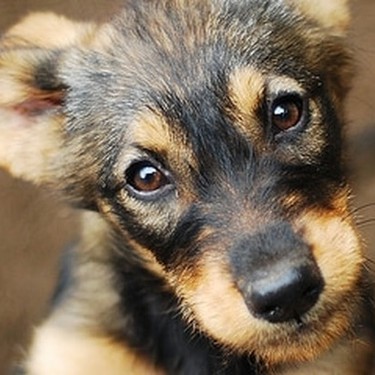 Puppy looking up
