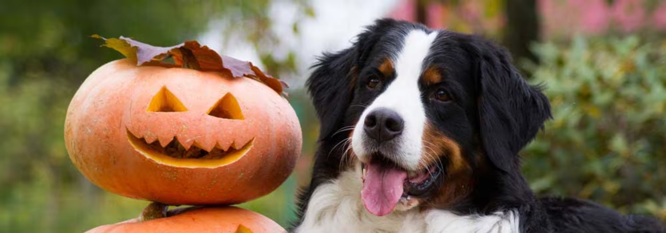 Foto van een Berner Sennenhond