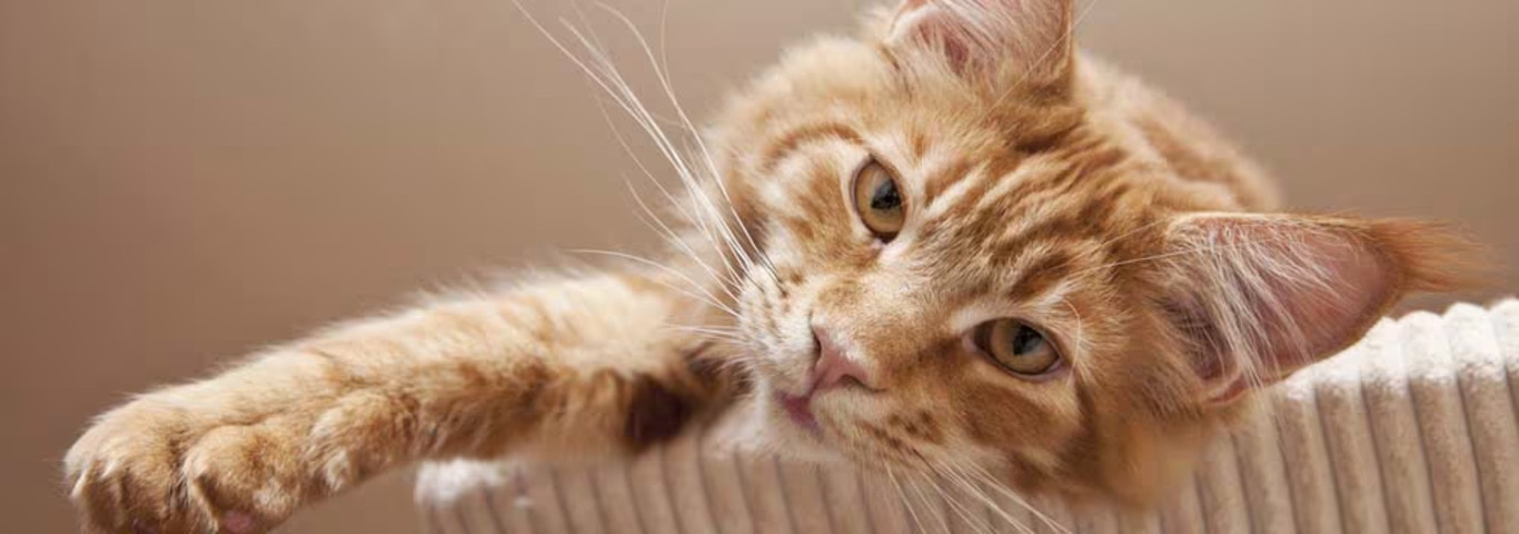 Foto van een Maine Coon kat