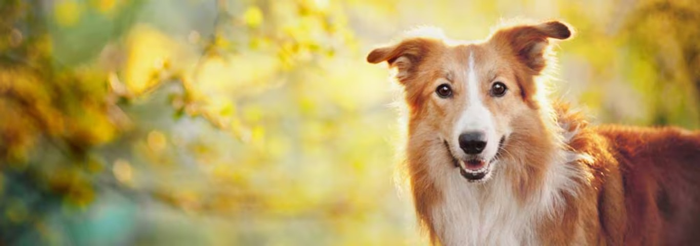 Foto van een bordercolliehond