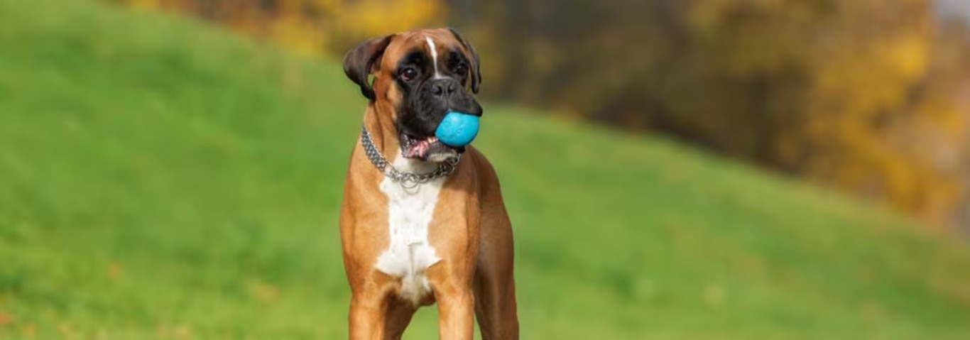 Foto van een Boxerhond