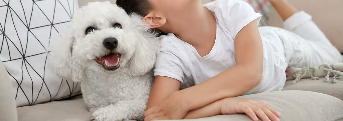 Foto van een Bichon Frise-hond