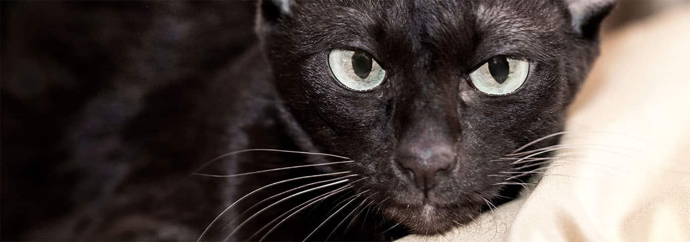 Foto van een Havana Brown kat