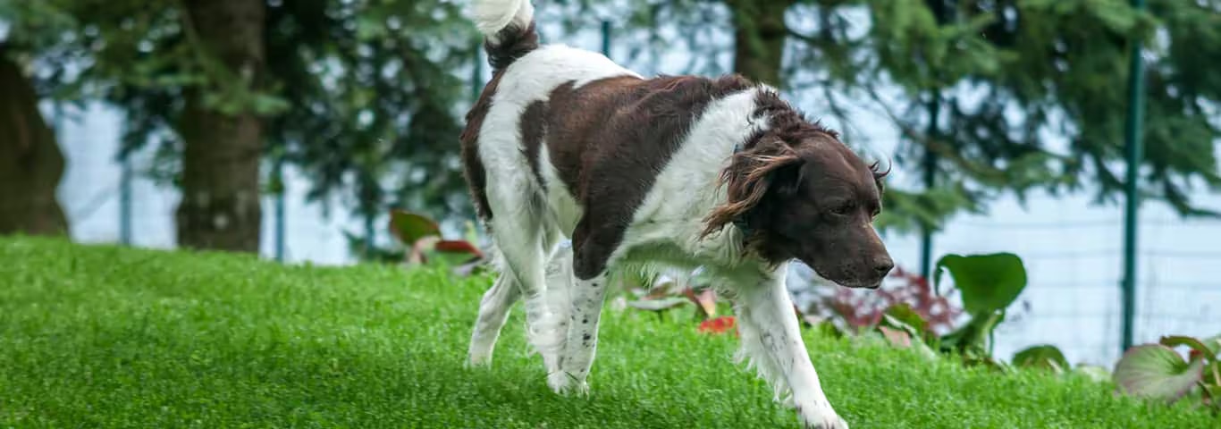 Foto van een Engelse Setter-hond