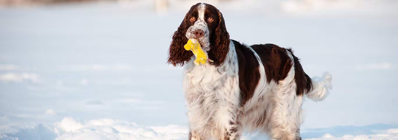 Foto van een Engelse Springer Spaniel