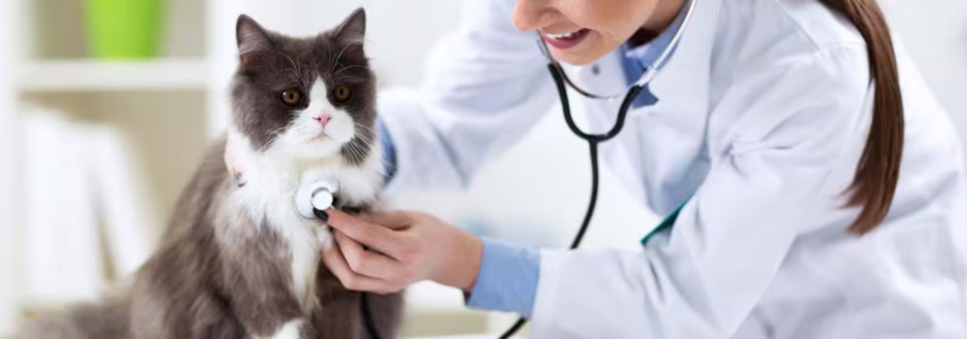 Foto van een Perzische kat