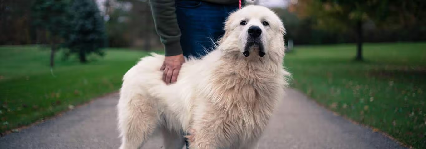 Foto van een Grote Pyreneeënhond