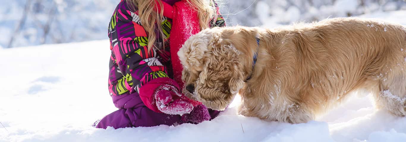 Foto van een Cocker Spaniel-hond